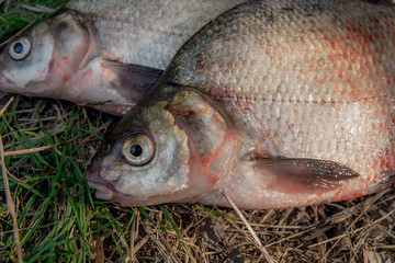 Close up view of several common bream fish on green grass. Catch
