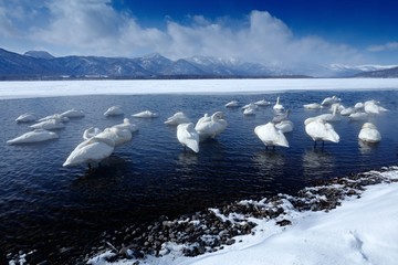 Winter scene with snow and ice in the lake, foggy mountain in the background, Hokkaido, Japan. Wide wildlife scene with swans. Whooper Swan, Cygnus cygnus, birds in the nature habitat, Lake Kusharo.