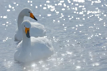 Fototapete Schwan Art view of two swans. Whooper Swan, Cygnus cygnus, bird portrait with open bill, Lake Kusharo, other blurred swan in the background, winter scene with snow, Japan. Light in the background.
