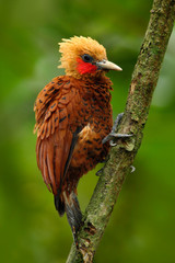 Beautiful brown bird form tropic mountain forest. Chestnut-coloured Woodpecker, Celeus castaneus, brawn bird with red face from Costa Rica. Woodpecker with yellow crest and red face, sitting on tree.
