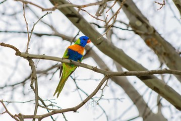 Rainbow Lorikeet on a branch on a winters day