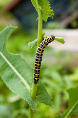 Beautiful black and yellow caterpillar creeps on a green branch.