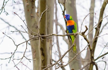 Rainbow Lorikeet on a branch on a winters day