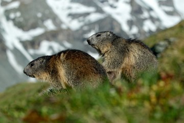 Two marmots in mountain landscape with beautiful back light. Fighting animals Marmot, Marmota marmota, in the grass with nature rock mountain habitat, Alp, France. Action wildlife scene from snow hill