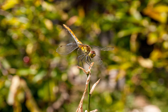 Dragonfly on a background of green grass sitting on a branch