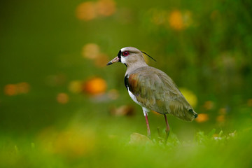 Southern Lapwing, Vanellus chilensis, water exotic bird during sunrise, in the nature habitat, Pantanal, Brazil. Animal in the green grass with orange flower. Wildlife scene from Brazil.