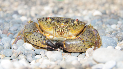 The crab walks on a pebble beach