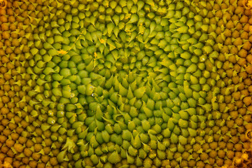 beautiful warm sunflower close