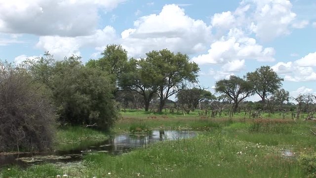 Wild Antelope in African Botswana savannah 