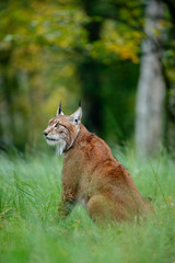 Fototapeta premium Wild cat Lynx in the nature forest habitat. Eurasian Lynx in the forest, hidden in the grass. Cute lynx in the autumn forest. Wildlife scene from Europe.