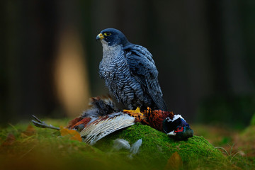 Peregrine falcon with catch Pheasant. Beautiful bird of prey Peregrine Falcon feeding kill big bird...