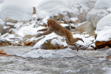 Action monkey wildlife scene from Japan. Monkey Japanese macaque, Macaca fuscata, jumping across winter river, Hokkaido, Japan. Snowy winter in Asia. Funny nature scene with monkey.