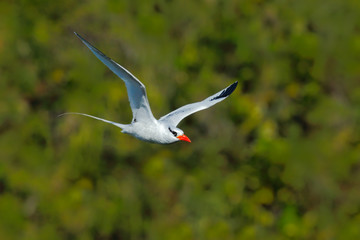 Obraz premium Red-billed Tropicbird, Phaethon aethereus, rare bird from the Caribbean. Flying Tropicbird with green forest background. White Tropicbird with open wings in nature habitat. Wildlife scene from Tobago