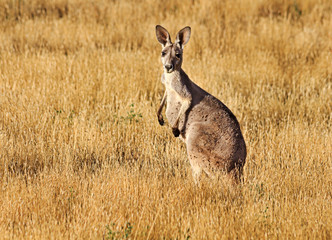 FR Kangaroo yellow close