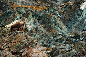 Animal hidden in the rock. Antler Alpine Ibex, Capra ibex, with coloured rocks in background, animal in the stone nature habitat, Switzerland. Wildlife scene from the Alp. Mountain animal in stones.