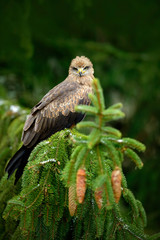 Bird with tree cone. Black Kite, Milvus migrans, brown bird of prey sitting larch tree branch. animal in the nature habitat. Black Kite in the forest. Wildlife scene from the central Europe, Germany