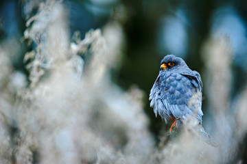 Red-footed Falcon, Falco vespertinus, sitting on branch with nature habitat. Bird from Hungary. Falcon with red eyes. Male of beautiful Red-footed Falcon in the meadow, hidden in the grass.