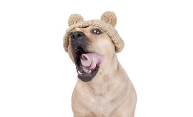 adorable happy cute dog with open mouth and tongue rolling with knitted hat with pompons, isolated on white background