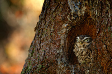 Owl in the nest tree hole. Little Owl, Athene noctua, in the forest in central Europe, portrait of small bird in the nature habitat, Czech Republic. Wildlife scene from dark forest.