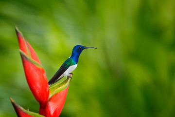 Beautiful scene with bird and flower in wild nature. Hummingbird White-necked Jacobin sitting on beautiful red flower heliconia with green forest background. Hummingbird from tropic forest, Costa Rica