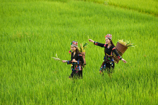 Two women wearing tribal costumes work in the fields of rice terraces .