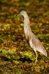 Heron from march. Heron from Asia. Indian Pond Heron, Ardeola grayii grayii, in the nature swamp...