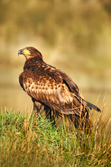 Wild Eagle with fish. White-tailed Eagle, Haliaeetus albicilla, feeding kill fish in the water, with brown grass in background, Russia. Eagle in the water. Feeding scene with eagle and fish