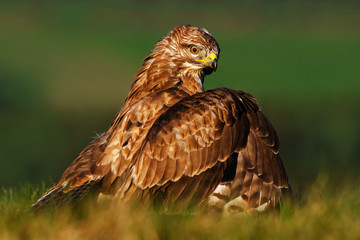 Birds of pray Common Buzzard, Buteo buteo, sitting in the grass with blurred green forest in background. Common Buzzard with catch. Feeding scene from nature. Wildlife in Poland. Hunter in the grass.