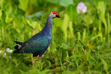 Purple Swamphen, Porphyrio porphyrio, in the nature green march habitat in Sri Lanka. Rare blue bird with red head in the water grass with pink flower. Wildlife scene from Asia. Bird in the water.