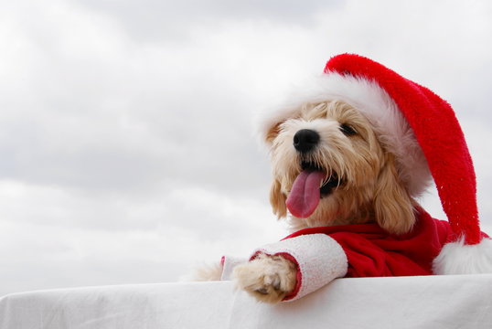christmas puppy