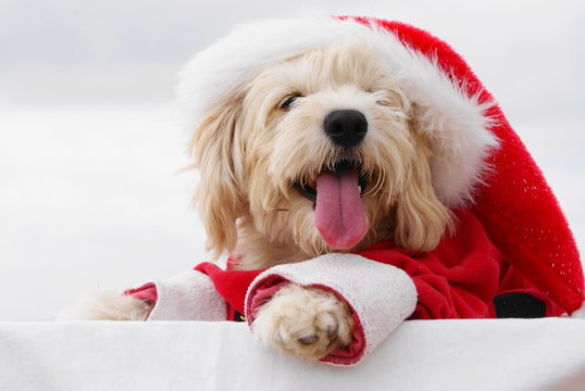 christmas puppy