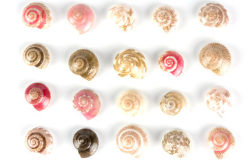 seashells, white background