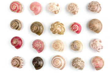 seashells, white background