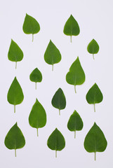 Flat lay. Green leaves of lilac shrub pattern on white background