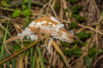 Caméléon Panthère
Période de mue, jeune caméléon panthère femelle