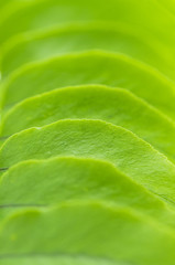 background of green fern leaves © pulia