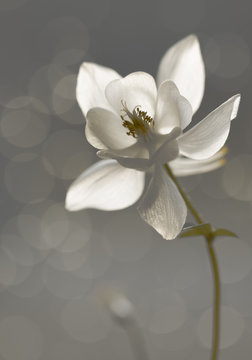 Wei&szlig;e Akelei (Aquilegia)- Trauerkarte