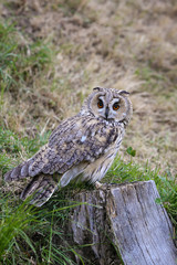 Common horned owl on a tree