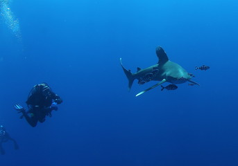Naklejka premium Dangerous big Shark Underwater diving sea picture