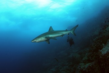 Fototapeta na wymiar Dangerous big Shark Underwater diving sea picture