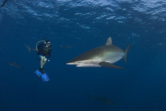 Dangerous big Shark Underwater diving sea picture