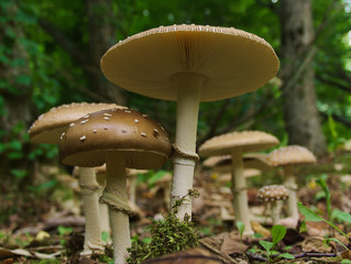 森のキノコ