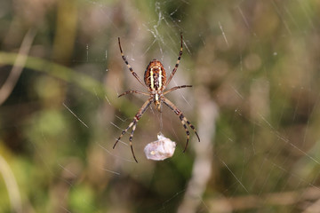 Extraction carefully Packed. Now spider can and relax