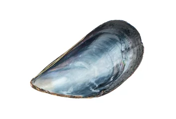 Velours gordijnen Shell from mussel © andregric