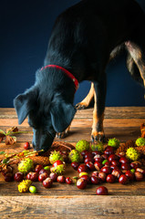 Black dog trying to eat chestnuts