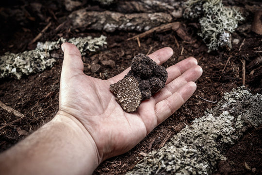 Black Truffle