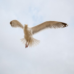 gull flying free