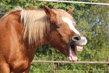 Obraz premium Pferd gähnt