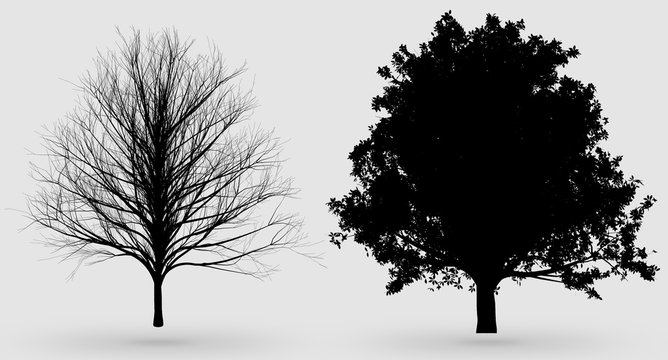 oak tree silhouettes