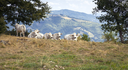 Lazy cows. Color image